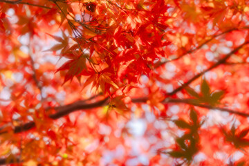 京都の常照寺の美しい紅葉