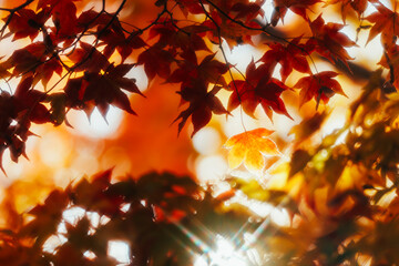 京都の常照寺の美しい紅葉