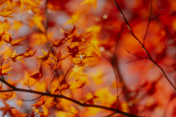 京都の常照寺の美しい紅葉