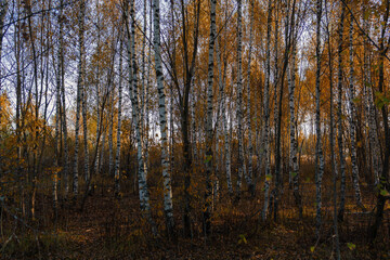 Golden birch