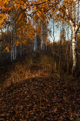 autumn hill in the forest