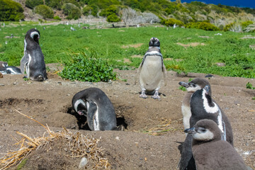 Penguins colony with nests on isla Martillo island in Argentina, near Ushuaia. Magellan penguin...