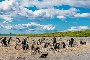 Penguins colony with nests on isla Martillo island in Argentina, near Ushuaia. Magellan penguin...