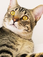 close up portrait of a cat