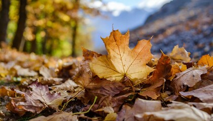 Brown and orange fallen autumn maple leaves lie on ground background