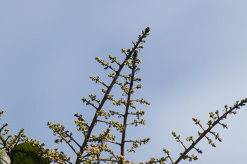 Small Mango tree blossoms .