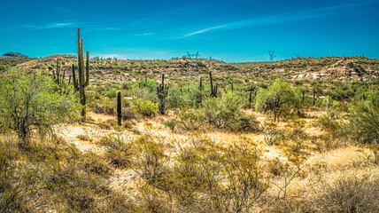 Obraz premium Desert Scape Vegitation