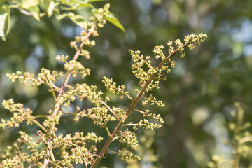 Small Mango tree blossoms .