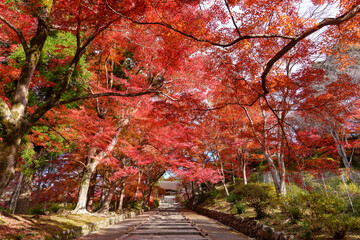 鮮やかな紅葉に彩られた参道と秋の風景
Vibrant Autumn Pathway Surrounded by Colorful Maple Leaves