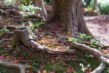 切り株と根が彩る秋の自然
Autumn Nature with Stump and Colorful Roots