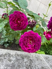 purple flower garden