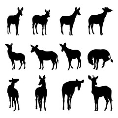 Okapi animal silhouette on white background.