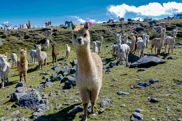 Llama and alpaca animal herd on a green meadow in Peru. Domestic and wild animals of the Andes mountains. Alpaca fluffy nice animals and babies © Yuliia