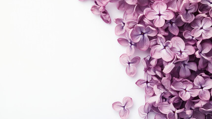 Obraz premium Delicate purple lilac flowers scattered on a white background, creating a serene and elegant botanical composition.