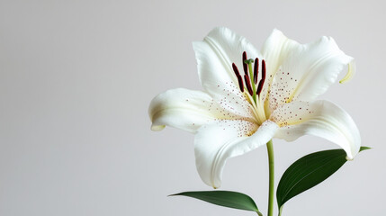Fototapeta premium Elegant white lily blossom with lush green leaves against a soft gray background, showcasing its delicate petals and deep red stamens in serene simplicity.
