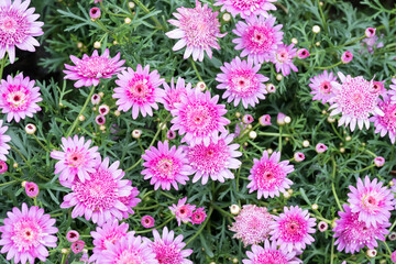 Beautiful Marguerite daisy (Argyranthemum frutescens) flowers.