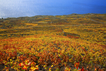Weinanbau auf der Insel La Palma, Kanaren, Spanien, Europa 