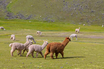 Llama and alpaca animal herd on a green meadow in Peru. Domestic and wild animals of the Andes mountains. Alpaca fluffy nice animals and babies