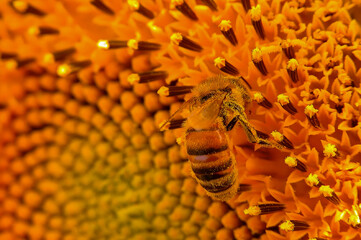 A bee is sitting on a flower