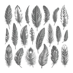A shilhoutte feather vector design with white background
