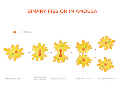 Illustration of Binary Fission in Amoeba Asexual Reproduction Explained