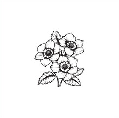 white flower isolated on white