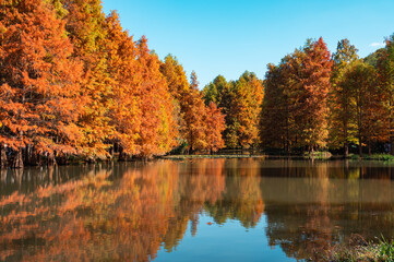 Obraz premium Colorful red leaf forest by the lake in autumn