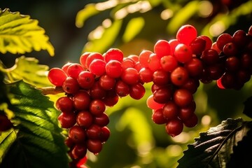 Exploring coffee cultivation in tropical and subtropical plantations around the world