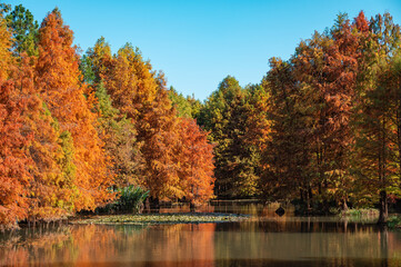 Colorful red leaf forest by the lake in autumn