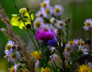 bee on a flower