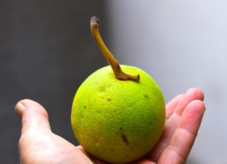 Black walnut fruit