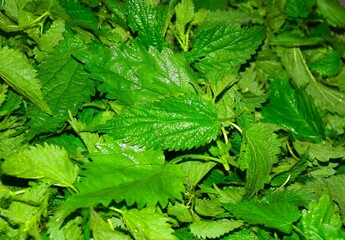 green leaves of a nettle