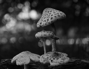 mushroom in the woods