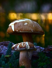 mushroom in the forest