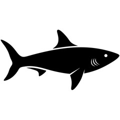 shark illustration