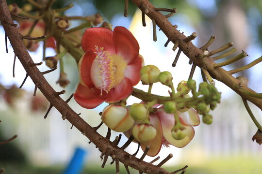 Close-up of a beautiful Shorea Robusta Roxb., commonly known as the Sal flower, blooming on a tree. The image captures the rich colors and texture of the bloom,