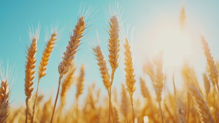 Fototapeta premium Golden wheat illuminated by sunlight under a clear sky