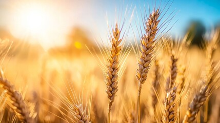 Fototapeta premium Golden wheat illuminated by sunlight under a clear sky