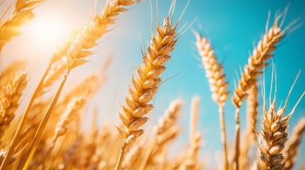 Golden wheat illuminated by sunlight under a clear sky