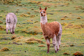 Fototapeta premium Llama and alpaca animal herd on a green meadow in Peru. Domestic and wild animals of the Andes mountains. Alpaca fluffy nice animals and babies