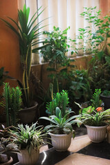 vibrant indoor garden filled with various potted plants. The lush greenery adds a touch of nature to the space, creating a serene atmosphere.