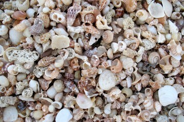 Seashells on a Caribbean beach