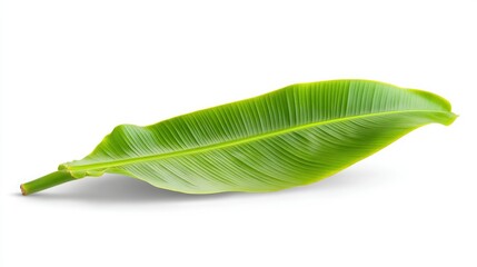 Fototapeta premium A single, perfectly shaped tropical banana leaf, crisp and green, isolated on a clean white background.