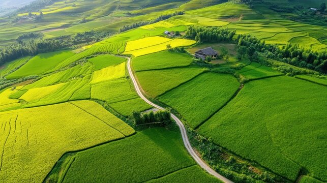Vibrant green rice fields with winding country road.