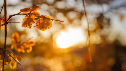 Autumn brown leaves during sunset, macro photography, unfocused(out of focus) brown and yellow background
