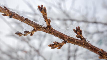 Frozen branches and buds in winter