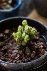 vibrant cactus plant thrives in a small pot. Its spiky green arms reach out, creating a unique and captivating sight.