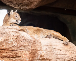 Desert mountain lion big cat big seen resting at Arizona wildlife refuge  © Eric Heroux