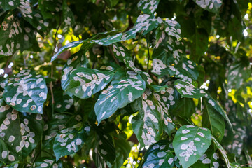 Green leaves with white fungal infection spots. Close-up of plant leaves affected by disease