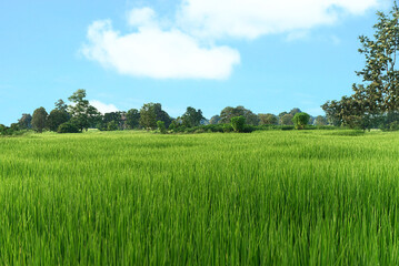 Rice fields in a wide farm on a clear day